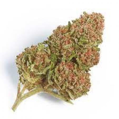 NEW! Northern Lights - A - Indica - THC 16-21%